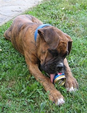 Bruno the Boxer Puppy laying outside and chewing on a caffeine free Pepsi can