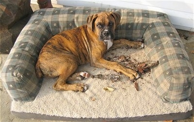 Bruno the Boxer puppy chewing on wood in his dog bed