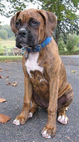 Bruno the Boxer sitting outside on a blacktop looking into the distance