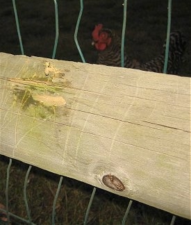 A wood fence with a chewed mark on it