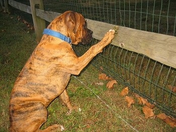 Bruno the Boxer puppy pawing at the fence