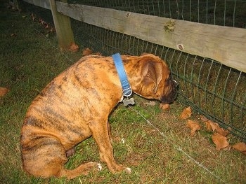 Bruno the Boxer puppy looking through the fence