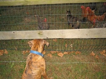 Bruno the Boxer puppy looking at chickens and a cat through the fence