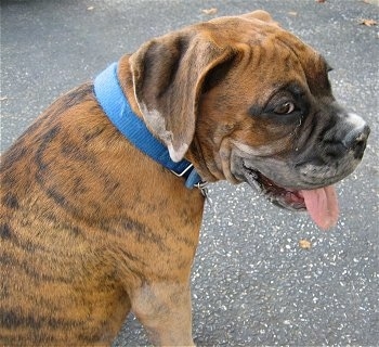 Bruno the Boxer Puppy looking into the distance with his mouth open and tongue out with ashes all over his face and ear