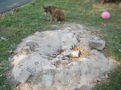 Bruno the Boxer Puppy sitting in front of the fire pit which has been dug into