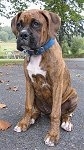 Bruno the Boxer as a Puppy sitting outside on a blacktop and looking to the left