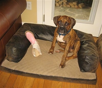 Bruno the Boxer Puppy with a pink and white boot in his dog bed