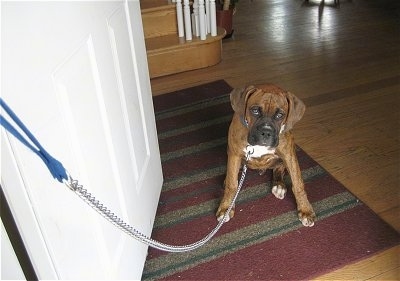 Bruno the Boxer sitting inside the doorway of a house