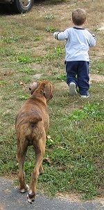 Bruno the Boxer puppy following the little boy