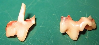Two of Bruno the Boxer Puppy's teeth on a green plate