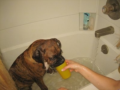 Bruno the Boxer Puppy's sitting in a tub that is filling with water drinking out of a yellow cup that a human is holding