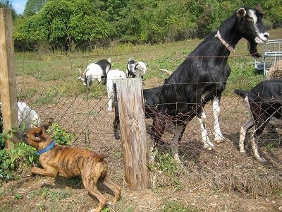 Bruno the Boxer Puppy running along a fence line in front of goats