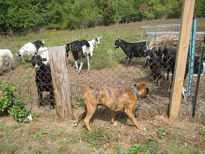 Bruno the Boxer puppy walking up and down the fenceline staring at goats
