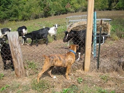 Bruno the Boxer Puppy looking at the horns on one of the goats