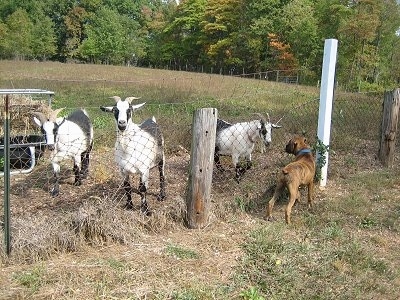 Bruno the Boxer puppy looking at the goat through the fence