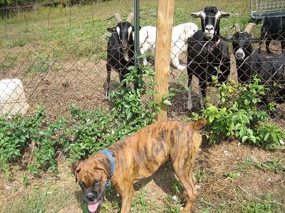Bruno the Boxer Puppy walking away from the goats
