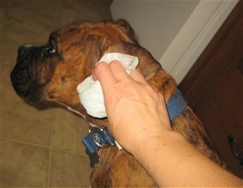 a person cleaning Bruno the Boxer Puppy's ear