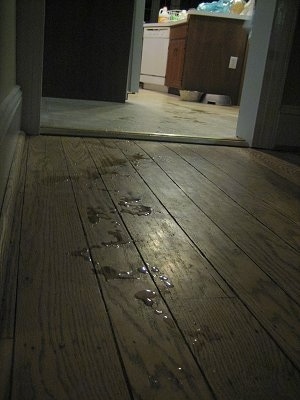 Dog pee on the floor