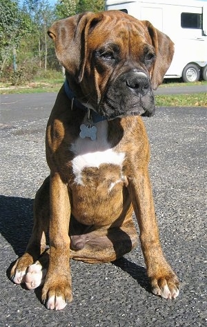 Bruno the Boxer Puppy sitting on a blacktop with a trailer in the background