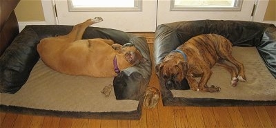 Allie and Bruno the Boxers sleeping in there respective dog beds