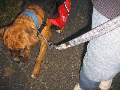 Bruno the Boxer puppy wearing a dog backpack walking next to a human on a blacktop