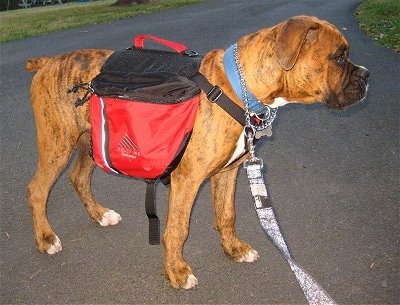 Bruno the Boxer puppy wearing a dog backpack standing on blacktop side view