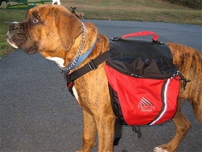 Bruno the Boxer Puppy wearing a dog backpack