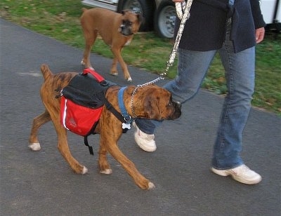 Bruno the Boxer puppy wearing a dog backpack being walked