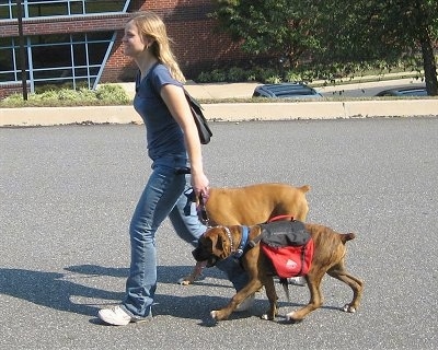Bruno and Allie the Boxers being walked by there owner