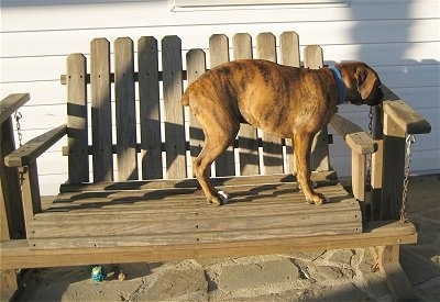 Bruno the Boxer Puppy standing on a wooden porch glider chair