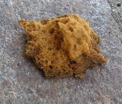 A Piece of a chewed up sponge