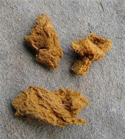 More chewed up sponge pieces found
