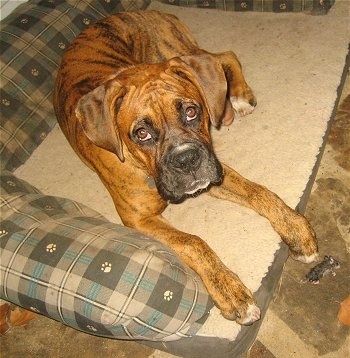 Bruno the Boxer Puppy laying on a dog bed with a little dead mouse in front of him