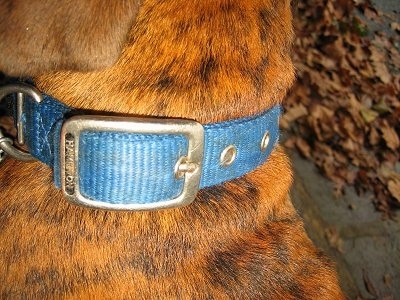 Close Up - Bruno the Boxer puppy collar