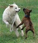 Bruno the Boxer and Tacoma the Great Pyrenees jumping at each other