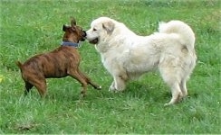 Bruno the Boxer running at Tacoma the Great Pyrenees