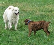 Bruno the Boxer and Tacoma the Great Pyrenees playing around