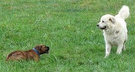 Bruno the Boxer laying in grass trying to play with Tacoma the Great Pyrenees