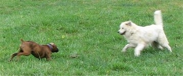 Bruno the Boxer and Tacoma the Great Pyrenees are running at each other
