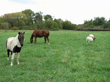 Bruno the Boxer and Tacoma and Tundra the Great Pyrenees Checking out the horses