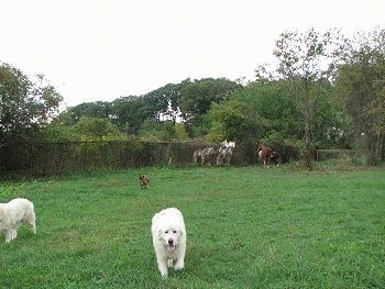 Bruno the Boxer running in a lawn towards Tacoma and Tundra the Great Pyrenees