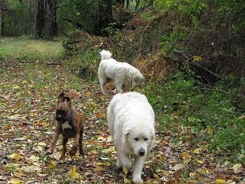 Tundra and Tacoma the Great Pyrenees walking around the property line and Bruno the Boxer puppy jumping and running beside them