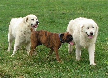 Left Tacoma the Great Pyrenees 115 pounds, Middle Bruno the Boxer 52 pounds, Right Tundra the Great Pyrenees 124 pounds