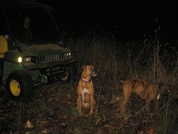 Allie and Bruno the Boxer sitting in front of a green John Deere Gator