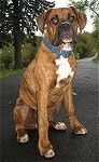 Bruno the Boxer as a Puppy sitting outside on a blacktop with a long driveway in the background