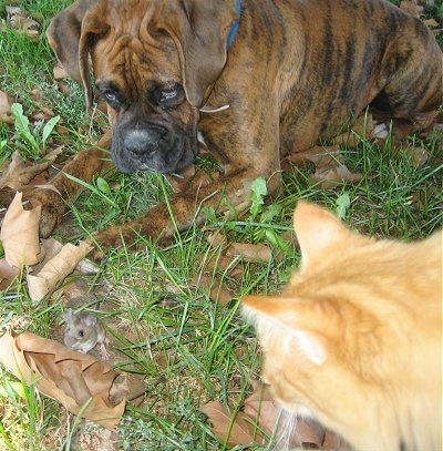 Bruno the Boxer laying in leaves in front of a mouse next to a cat