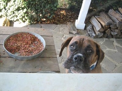 Bruno the Boxer looking at the camera holder through the window