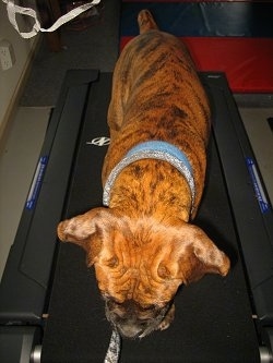 Bruno the Boxer Puppy walking on the Treadmill