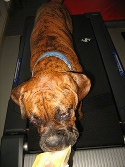 Bruno the Boxer Puppy eating cheese and walking on a treadmill