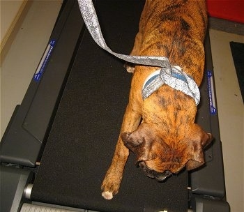 Bruno the Boxer puppy staring at a treadmill he is walking on